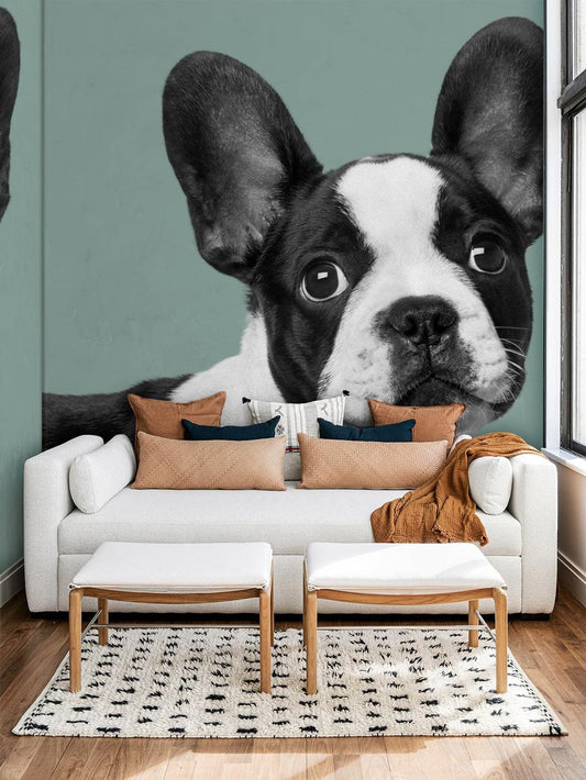 Boston Bulldog Wall Murals
