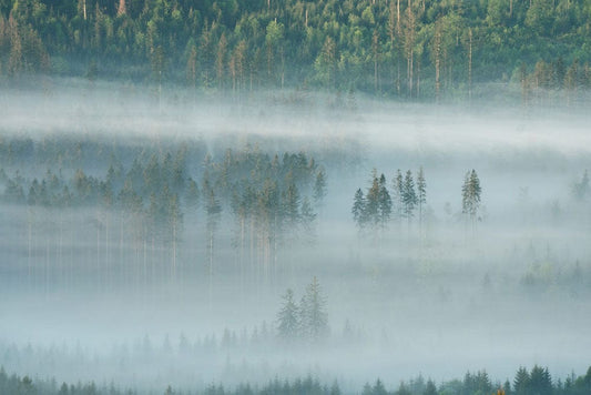Forest Standing Wall Murals