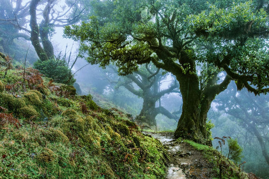 Forest Lane to Top Wall Murals