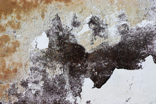 Boundary Wall Murals