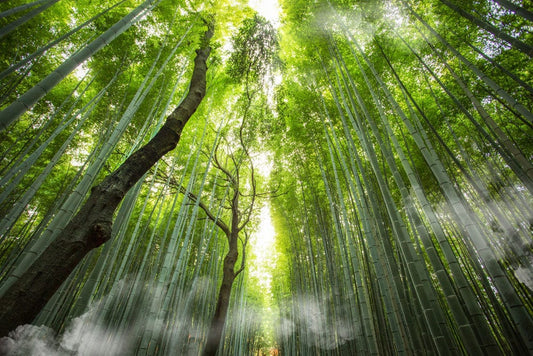 Bamboo Forest Wall Murals