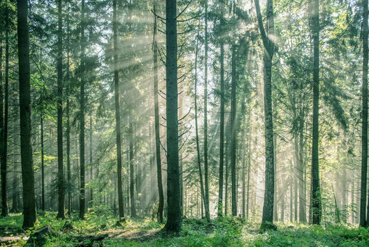 Lush Forest Wall Murals
