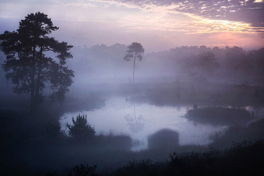 Dreamy Purple Misty Forest Wall Murals