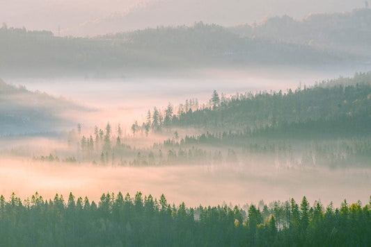 Foggy Forest Overlook Wall Murals