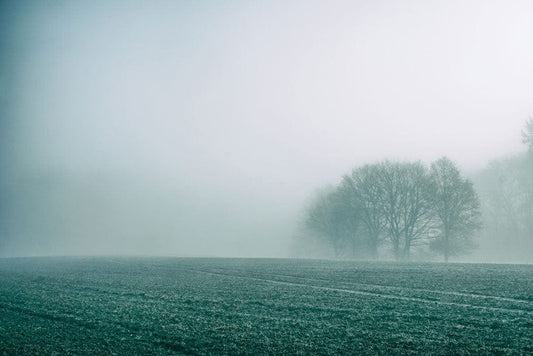 Heavy Fog Field Wall Murals