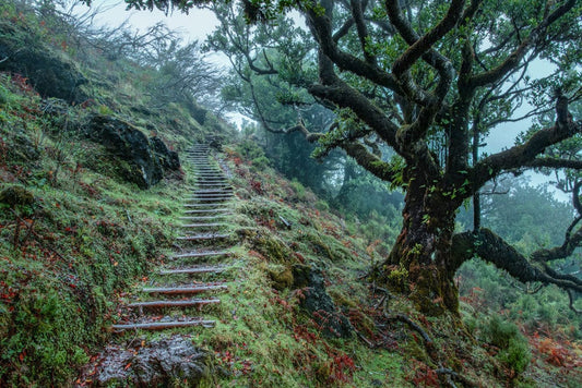 Steep Trail on Hill Wall Murals