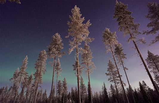 Aurora above Forest Wall Murals