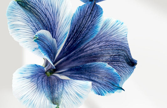 Blue Morning Glory Wall Murals