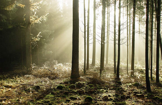 3D Sunshine Forest Wall Murals