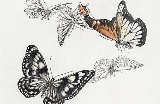 Butterflies Wall Murals
