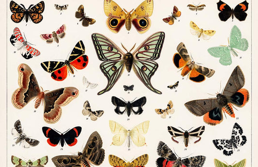 Antique Butterfly & Moth Wall Murals
