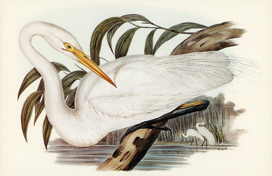Australian Egret ll Wall Murals