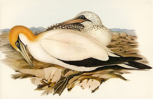 Australian Gannet Wall Murals