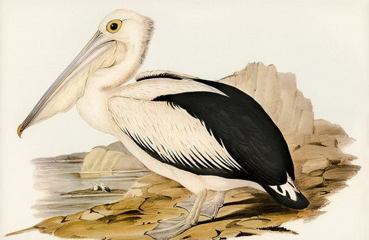 Australian Pelican Wall Murals