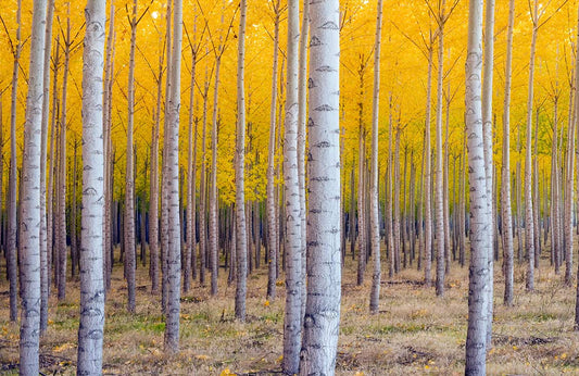Autumn Trees Wall Murals