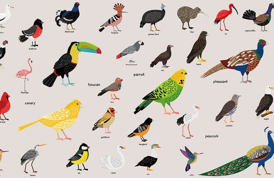 Birds Encyclopedia ll Wall Murals