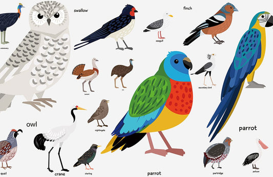 Birds Encyclopedia Wall Murals