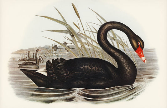 Black Swan Wall Murals