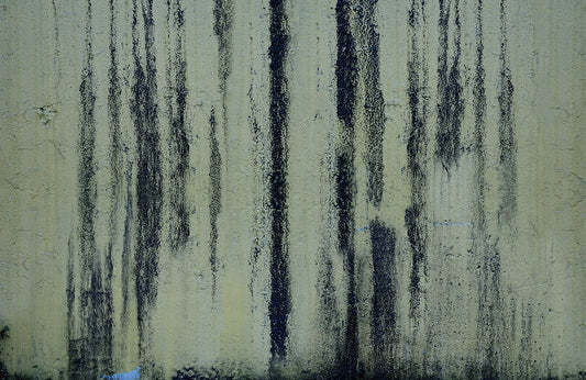 Blackened Green Paint Wall Murals