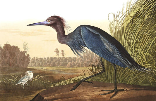 Blue Heron II Wall Murals