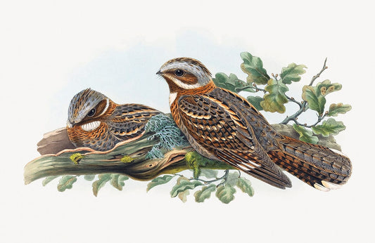 Caprimulgus Ruficollis Wall Murals