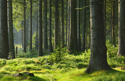 Deep In Forest Wall Murals