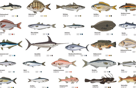 Fish Types Wall Murals