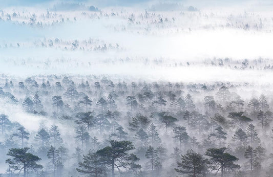 Foggy Forest Wall Murals