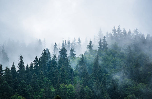 Forest Mist Wall Murals