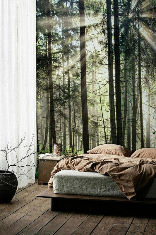 Forest Sunshine Wall Murals