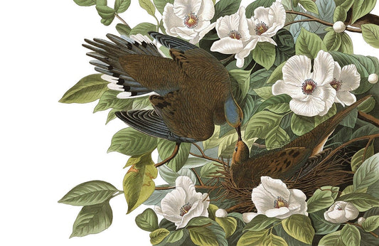 Birds Feeding Wall Murals