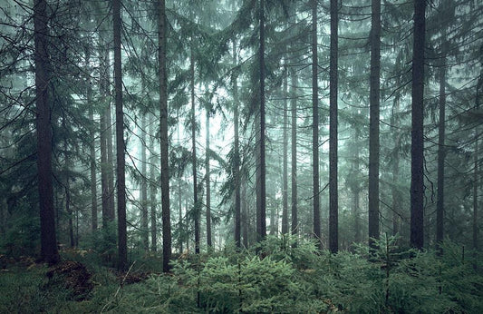 In The Forest Wall Murals