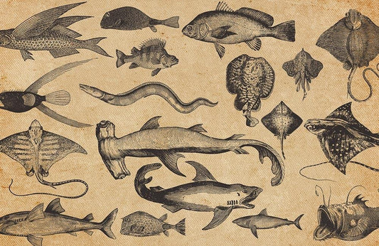 Marine Fish Wall Murals