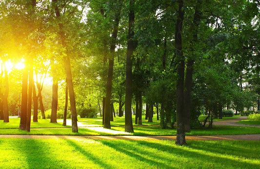 Matinal Park Wall Murals