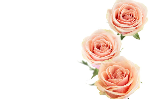 Pink Rose Blossom Wall Murals