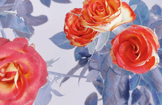 Red Rose Blossom Wall Murals