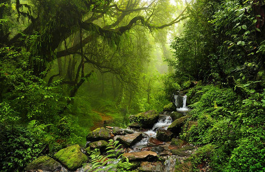 Running Streams in Forest Wall Murals