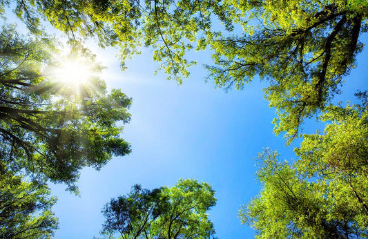 Sky through Forest Wall Murals