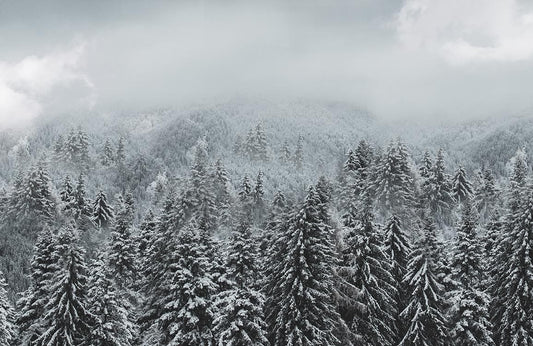 Snowy Forest Wall Murals