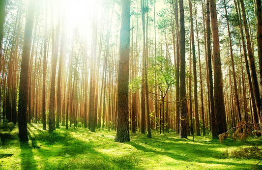 Sunshine Reflection Wall Murals