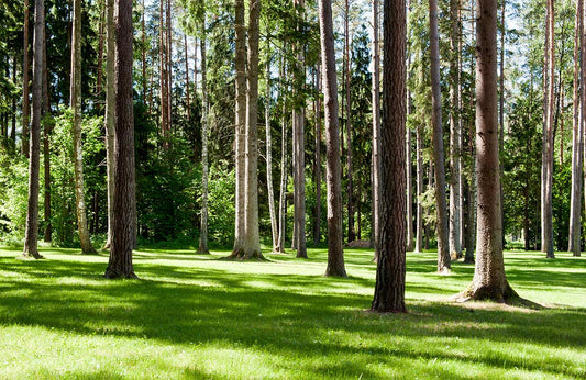 Sunshine Forest Wall Murals