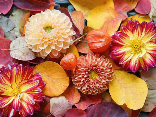 Colorful Dahlias Wall Murals