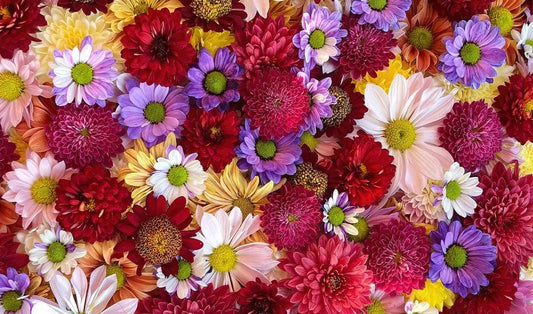 Colorful Daisy Bouquet Wall Murals