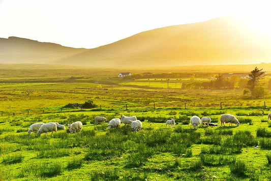 Cosy Grassland Life Wall Murals
