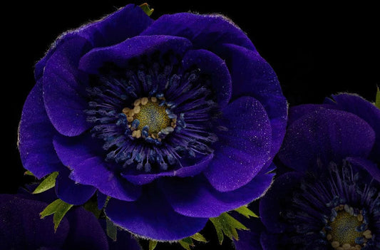 Dark Blue Anemone Wall Murals