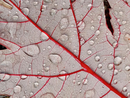 Dew on Red Leave Wall Murals