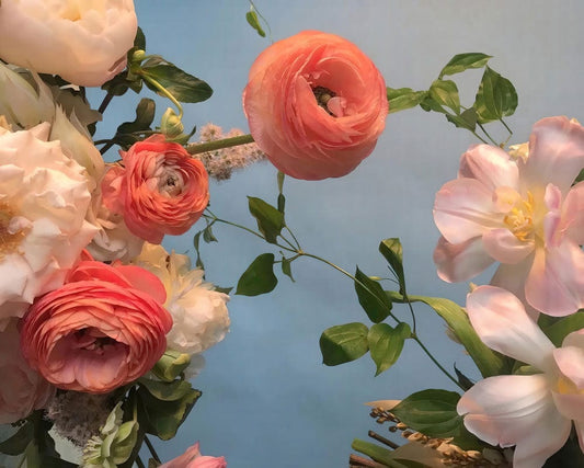 Dreamy Ranunculus Asiaticus Wall Murals