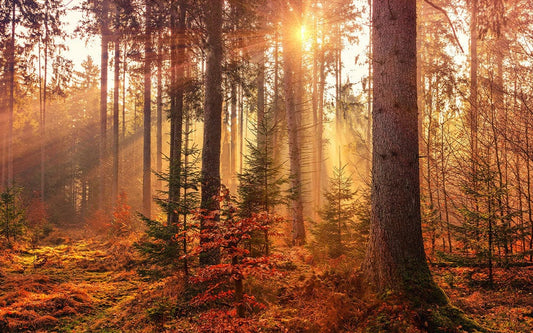 Golden Autumn in Forest Wall Murals