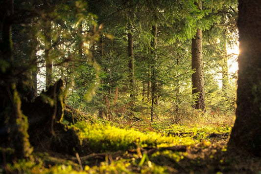 Holes in Vibrant Forest Wall Murals