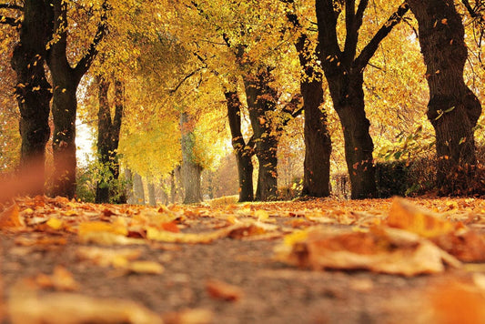 Leaves in Autumn Wind Wall Murals